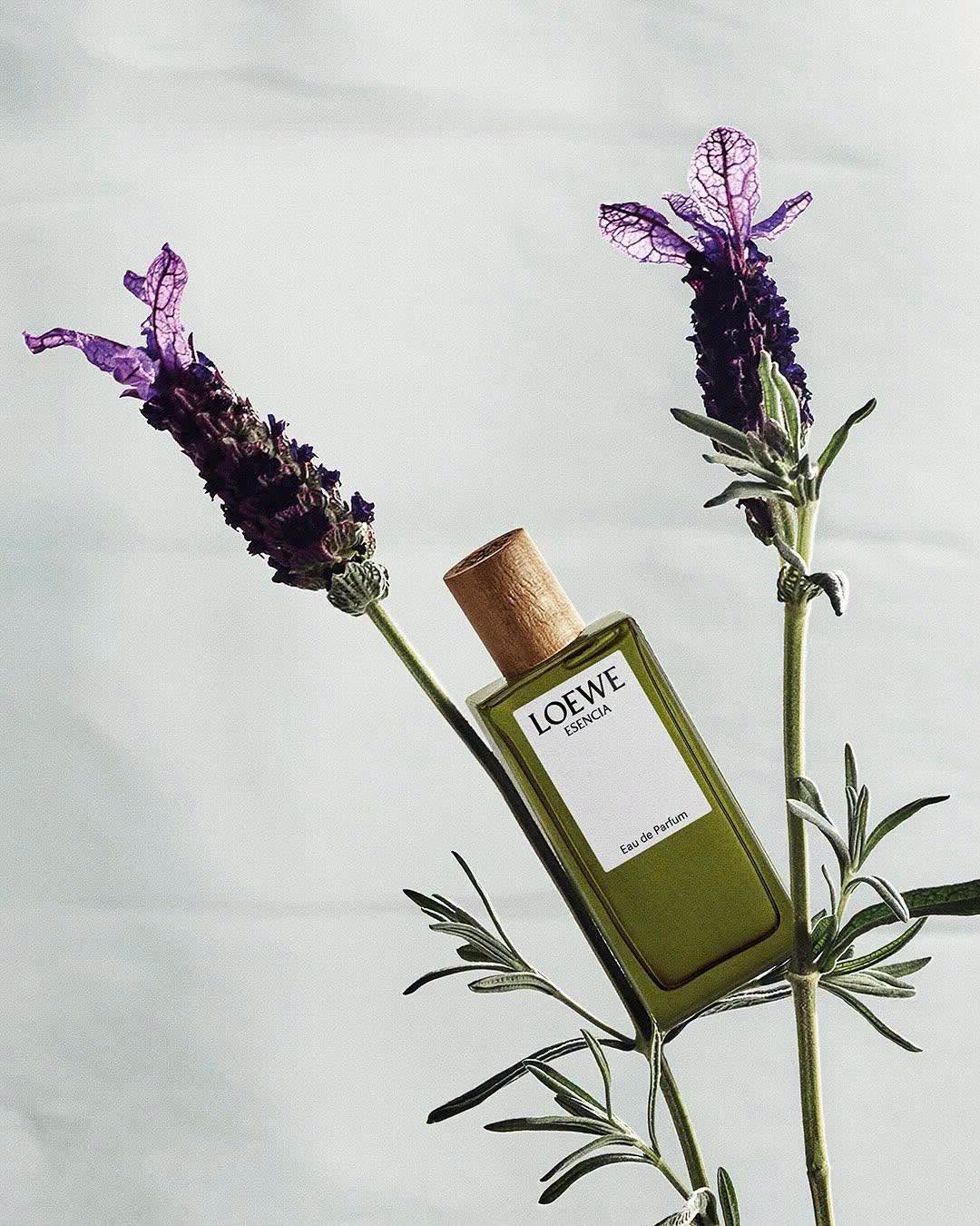 Loewe Esencia – Ba phiên bản, một bản sắc nam tính vượt thời gian